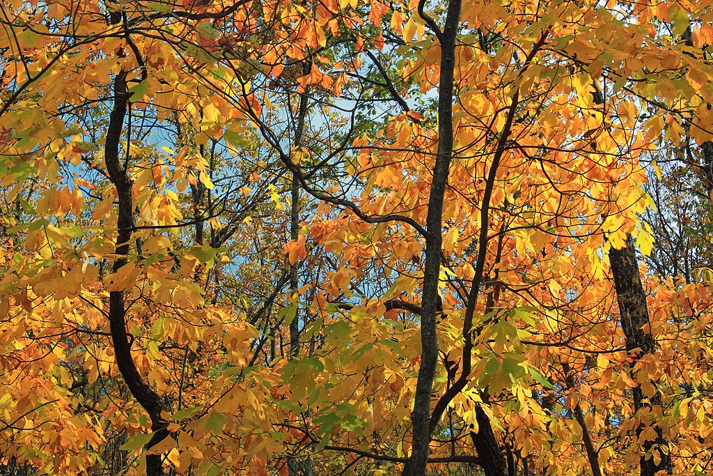 The 15 Best Native Plants (5 Flowers, 5 Shrubs, 5 Trees) for Memphis